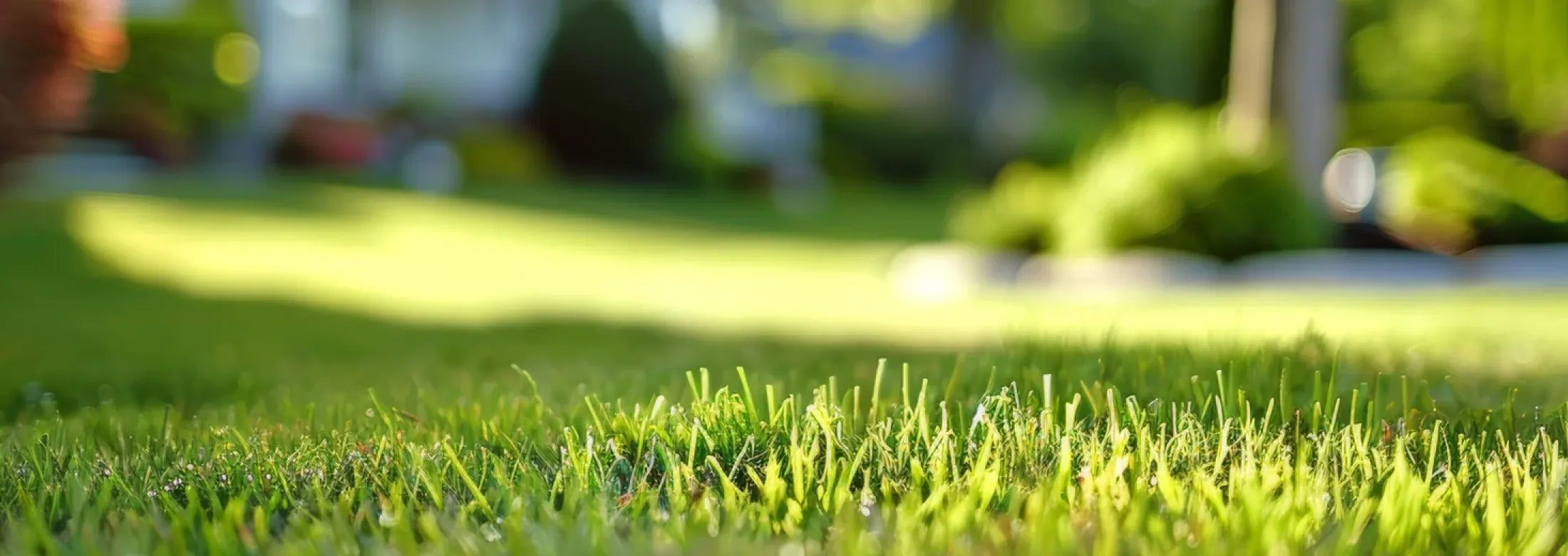 Grass BG