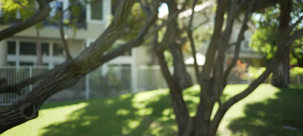 tree branches zoomed in
