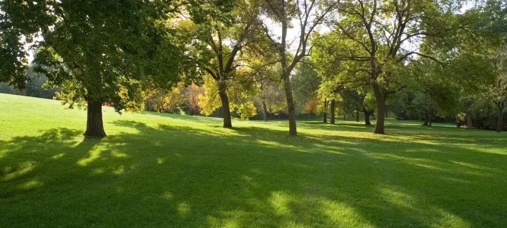 trees