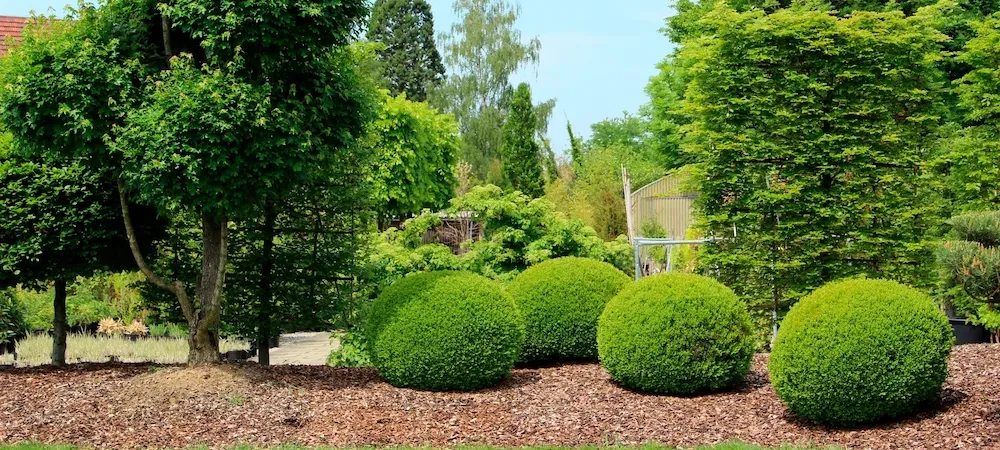 trees and shrubs