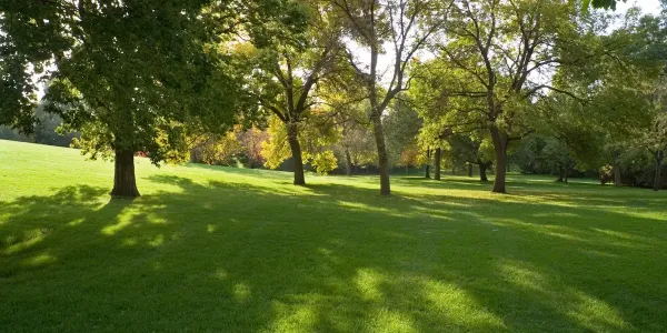 trees