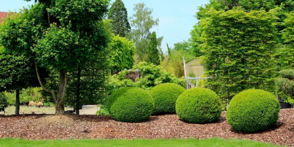 trees and shrubs