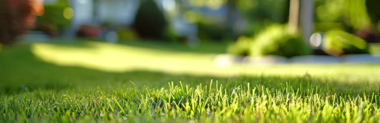 Grass BG