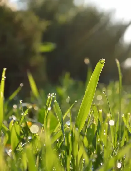 grass