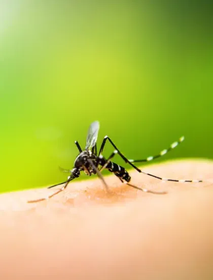 mosquito
