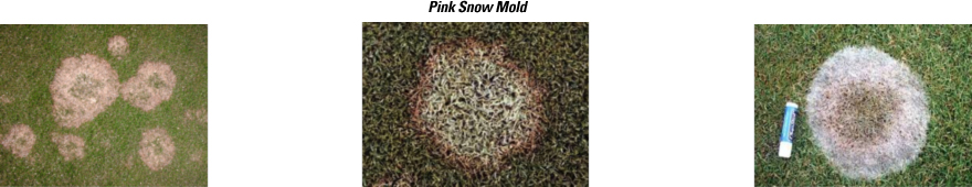 snowmold-visuals-pink