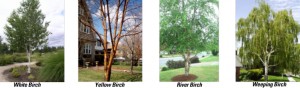Birch Tree types