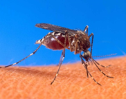 Mosquito treatment