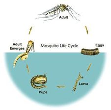 mosquitolifecyle