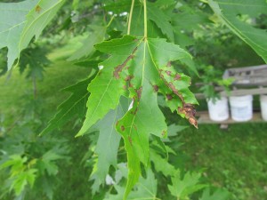 Anthracnose on Silver Maple