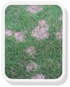red thread lawn disease 